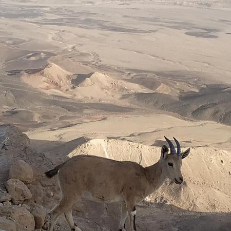 Desert Peace Otel Mitzpe Ramon Dış mekan fotoğraf