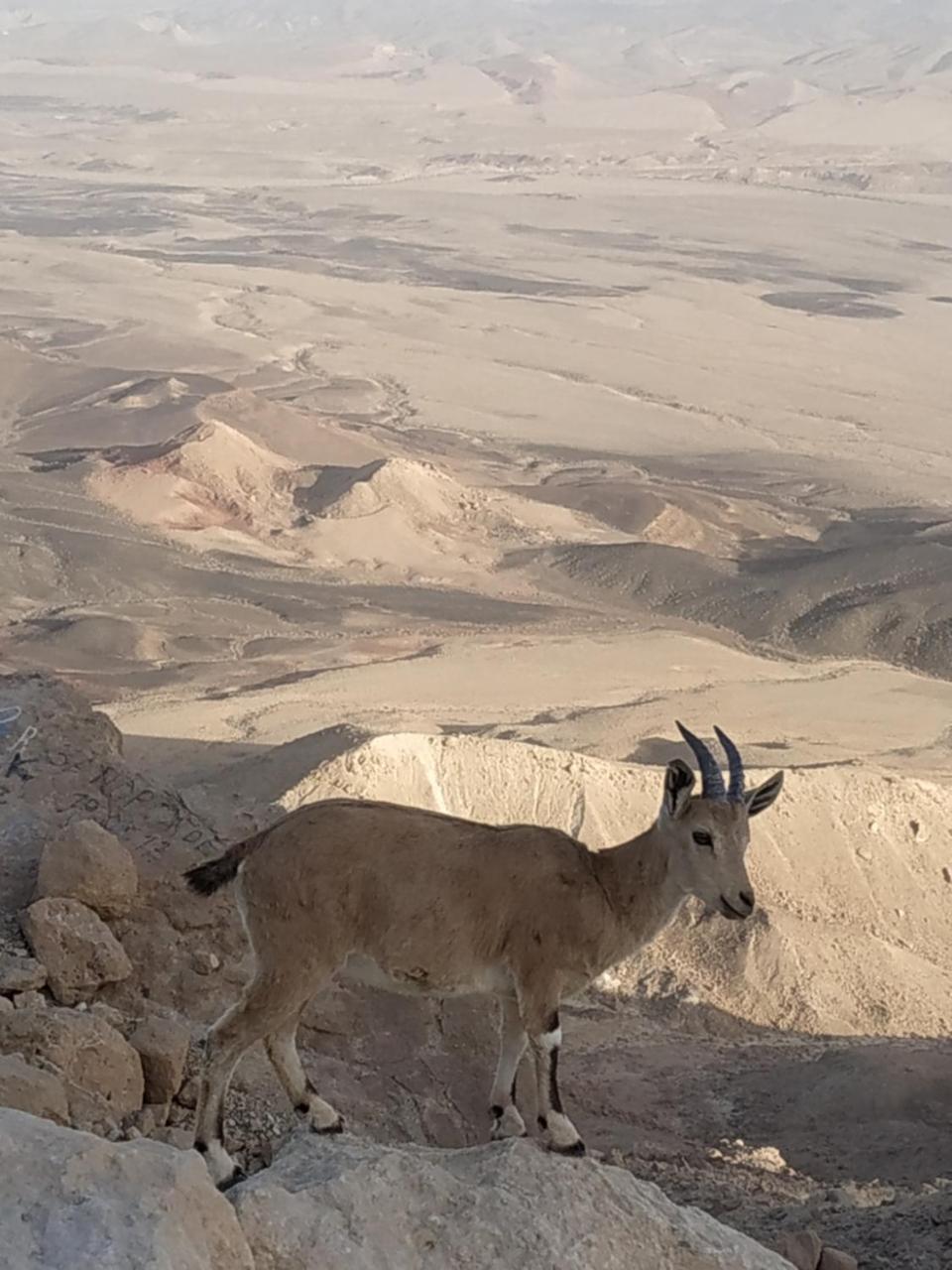 Desert Peace Otel Mitzpe Ramon Dış mekan fotoğraf